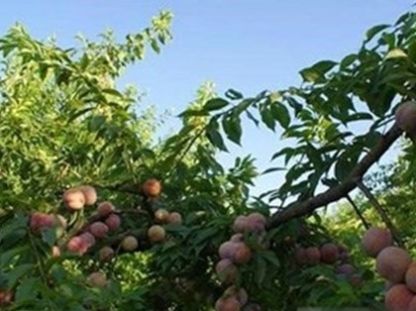  [种植]农民种植青果子，靠着农村独有的环境温差，年入十几万元