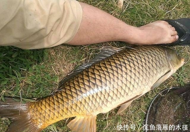  「大水库」野钓大水库，收获两条十斤多的大鲤鱼，这一晚上真是刺激啊！