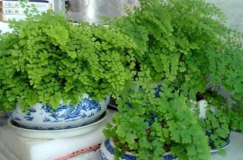  『旺盛』4种“喜阴”的花草，1年不见光，也能旺盛生长，好养又省心！