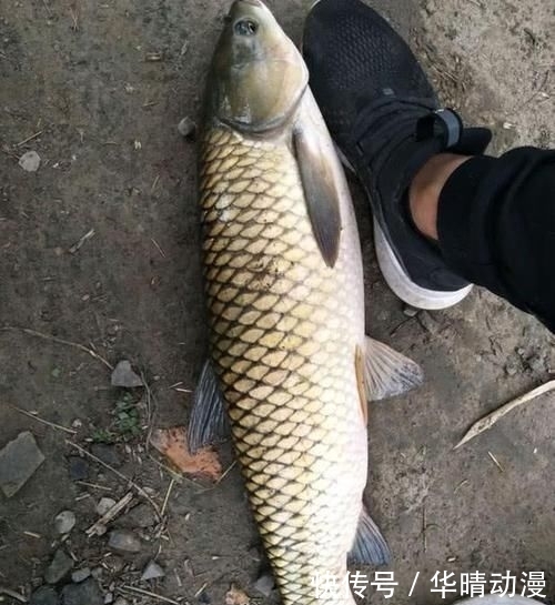 『碰到』每次碰到大鱼都跑鱼?做好这4点,中钩的鱼就只能乖乖上岸了