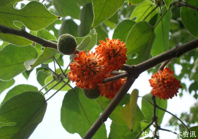 农村视为“害树”，看到连根拔起，现如今成了“摇钱树”