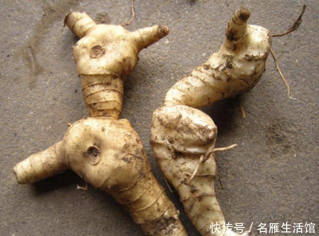 [生姜]山沟下的“1种草”，地下块茎像“生姜”，人称“老虎姜”，珍贵