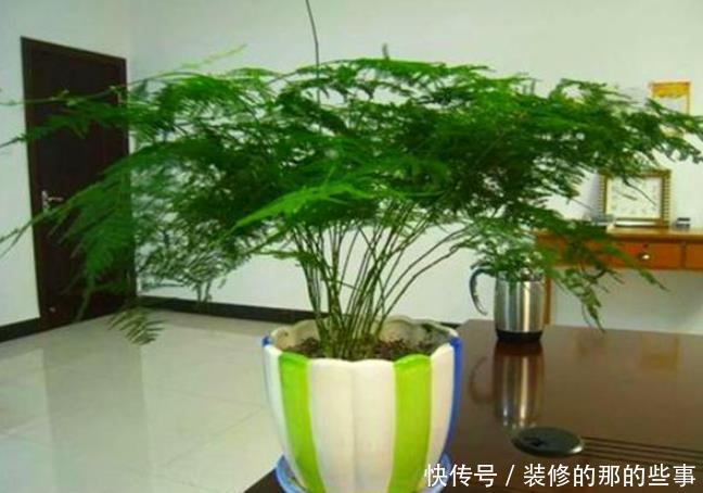 寓意|此花寓意君子之交,友情长久,放在门口,有客似云来的寓意