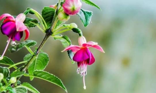  「小花」这4款小花，“吊”在阳台上养，不占地方，全年循环开花，灵动美