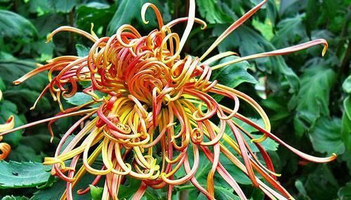  【霸气】喜欢菊花，首选盆“珍稀名菊”关东大侠，似泥金舞狮，高雅霸气！