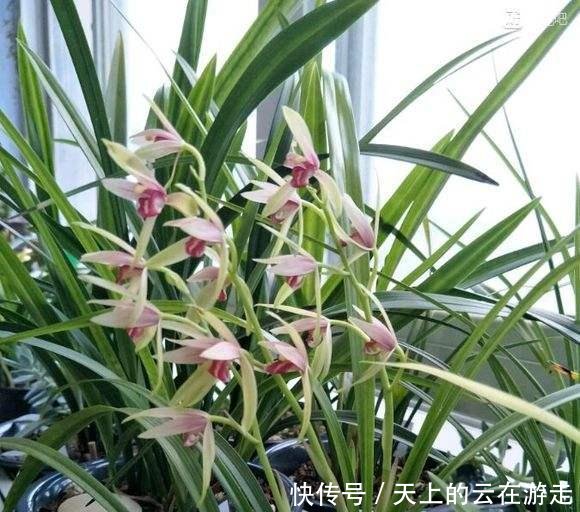  『花箭』养兰花记住这个“温度”，新芽冒不停，花箭“半米高”