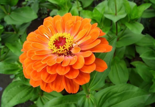 『能力』3种花名字土的像野菜,开花能力却很强,花大色艳数量多,好养活