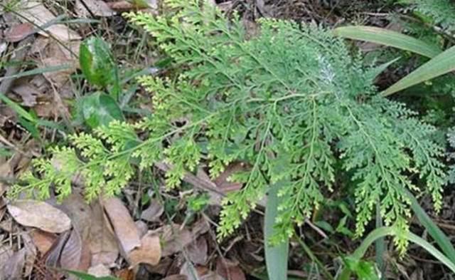  【烫伤】农村常见的野草，外用于烫伤，据说是万能草药！