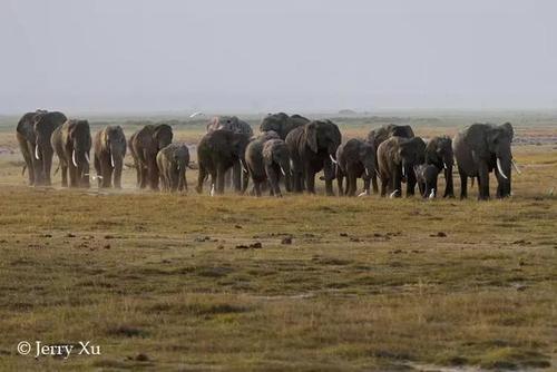难得一见的大象奇特行为，2018国际摄影大赛获奖作品