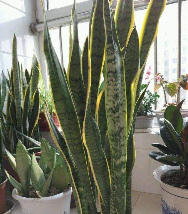  寓意：2种“多肉”长势猛，半年就能窜屋顶，寓意旺运、还镇宅，