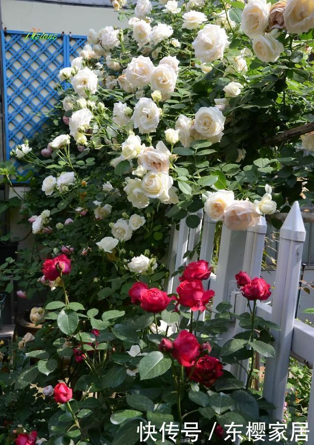 「只养」只养这1种花,就能打造绝美花园和阳台!月季品种和养护要点!