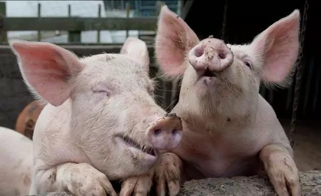 年后猪价一片火红，连续上涨6天，养猪户都该开心起来了？