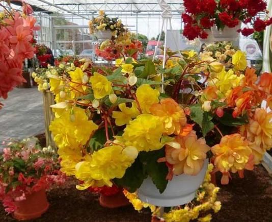 草本植物■这“4种花”吊起来养,漂亮好看又好养,不占地方开花多,超美!