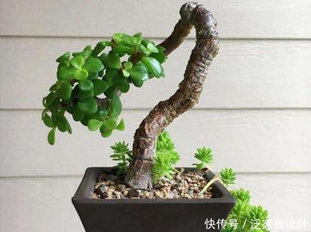 阳光充足|养盆金枝玉叶,做好这几点,也能打造成潇洒飘逸的小盆景
