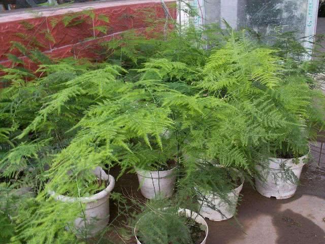 剪刀|文竹干枯似柴火，一剪刀全剪了，新生的叶子油亮亮