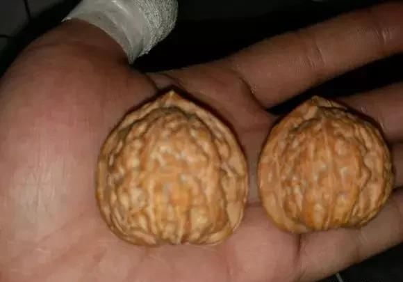 大爷花10年“种椅子”，一把卖80000！这些文玩在家也能种