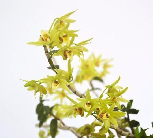  『盆栽』新型盆栽花卉，花量具多，金黄色花朵，香气怡人，营养价值很高
