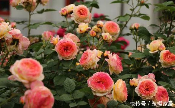 「只养」只养这1种花,就能打造绝美花园和阳台!月季品种和养护要点!