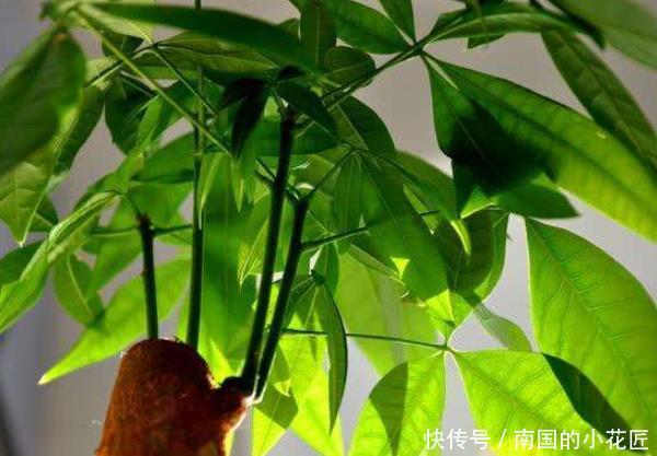  [年后]这3种“植物”适合客厅，越“老”越好看，5年后给钱都不卖！