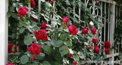  『值得』此藤本月季耐热又耐寒，一年四季都开花，花量大易爆盆，值得拥有