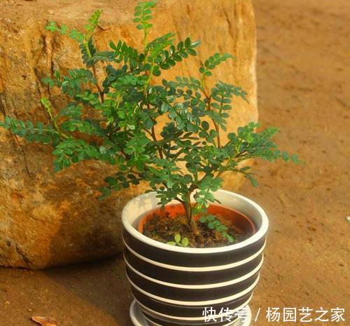 『幽香』清香木花如其名,叶子散发淡淡幽香,养成盆景价值更高