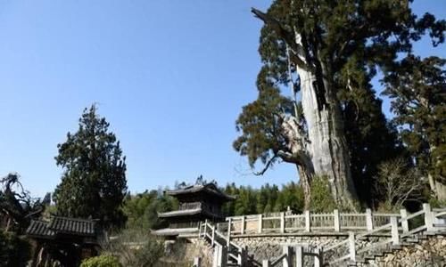 浙江有棵坚强树，树龄1500年，内部空心，靠钢筋、营养液过活