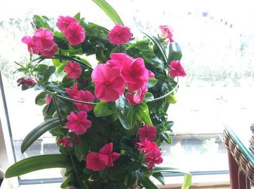 长春花■封闭阳台这么养四季梅,开花爆盆一整年,做错养一盆死一盆