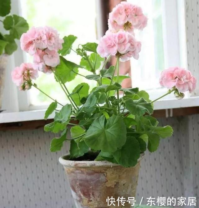 「亲民」如何寻找''亲民高效肥''?靠它们给花草施肥,氮磷钾钙全齐了