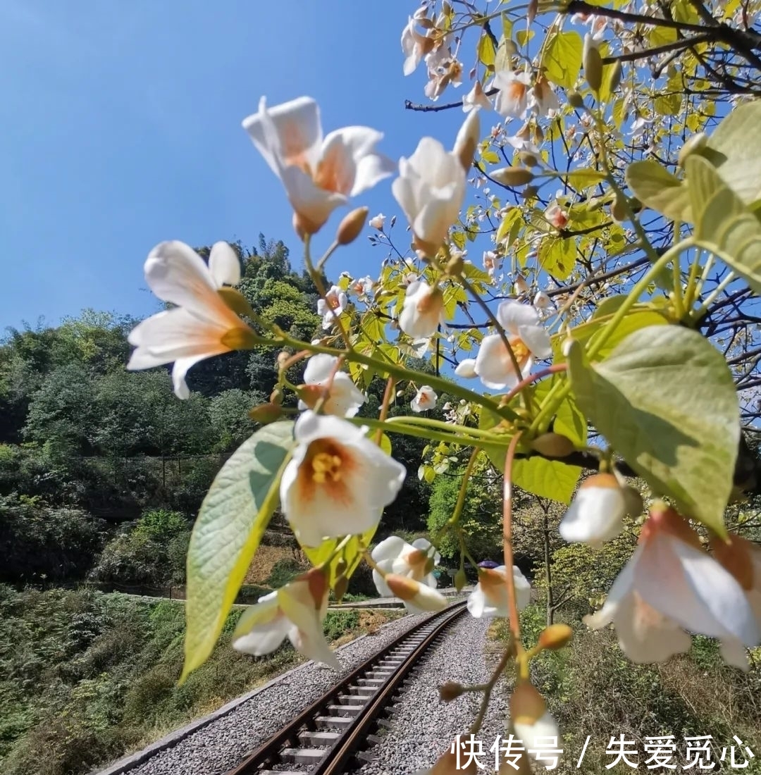  来自@实拍！4月第一天，请接受来自桐子花的颜值暴击吧！