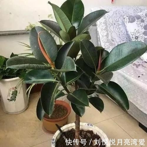  【道路】丢了一棵橡皮树，3年长疯了，横竖8米宽，霸占了道路惹人怨