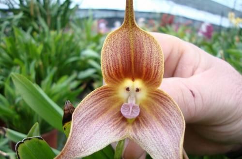 【就像】?12种“奇特的花”，偷偷长在野外，您见过没