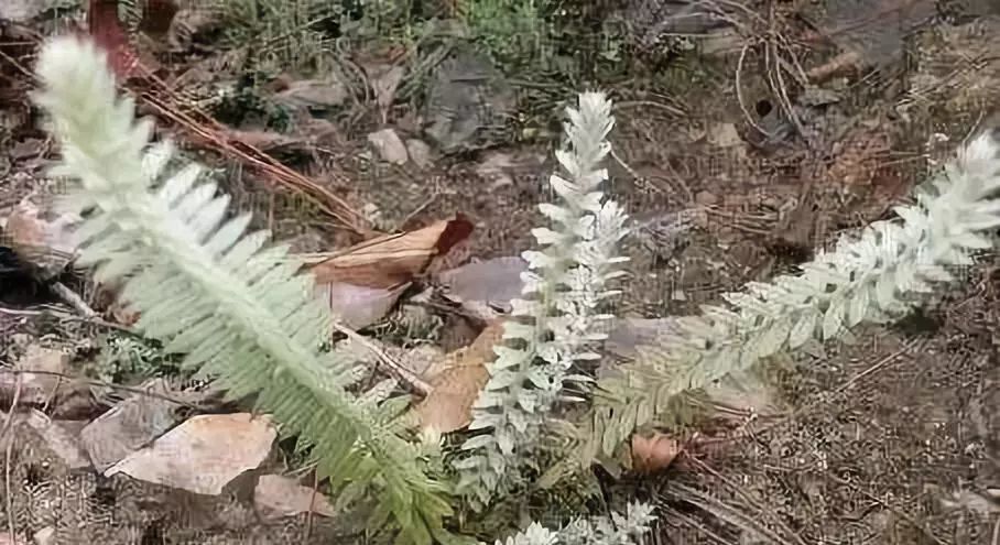  「草丛」农村草丛中的珍宝，今年涨到160元1斤，您若见到它，请