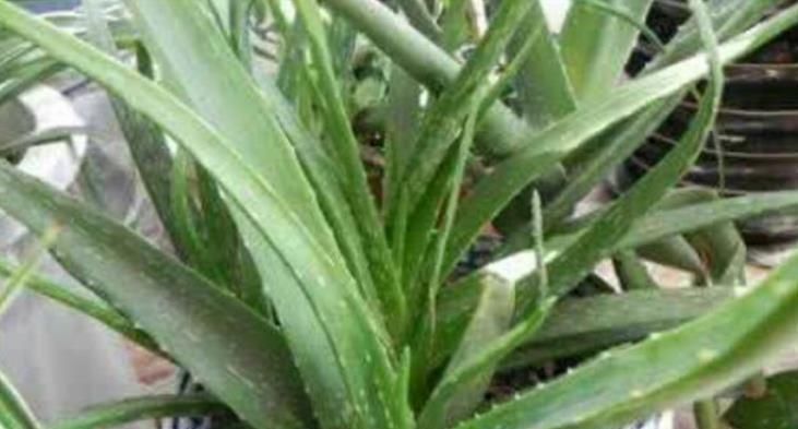  龙沙宝石|家里必养4种花，净化空气,是吸甲醛、二手烟的能手