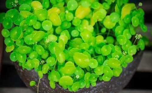  【枯叶】铜钱草枯叶烂根，越养盆里草越少，这3点你都做到了吗？
