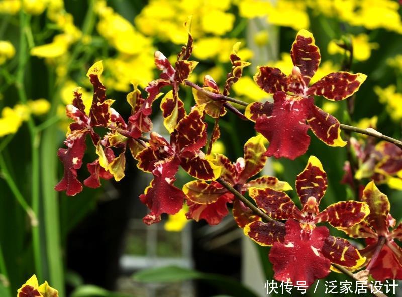  「特别」喜欢养护花卉，就养护3种花卉，花色特别，花期长，妖娆美丽