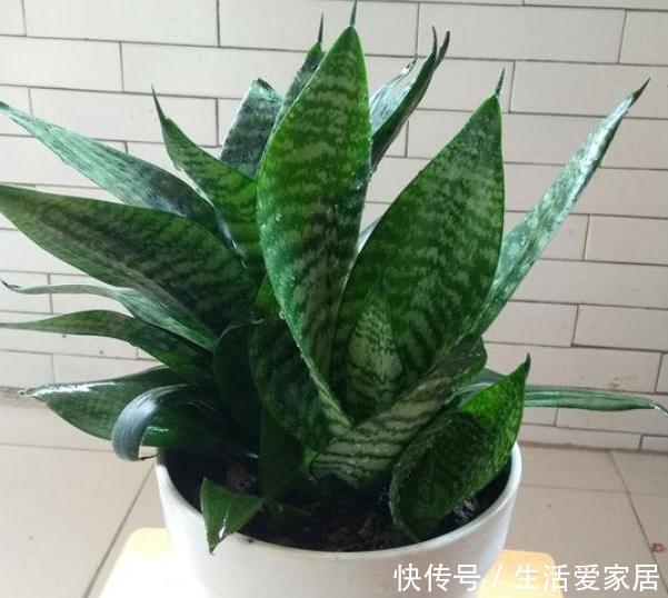  老奶奶■老奶奶不花钱买3种花，全靠叶片扦插繁殖，叶子多少苗多少
