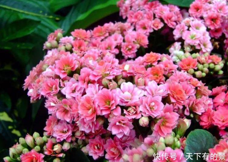 #开花#4种花适合新手养,不用费心,好养又好看,一开就是300天
