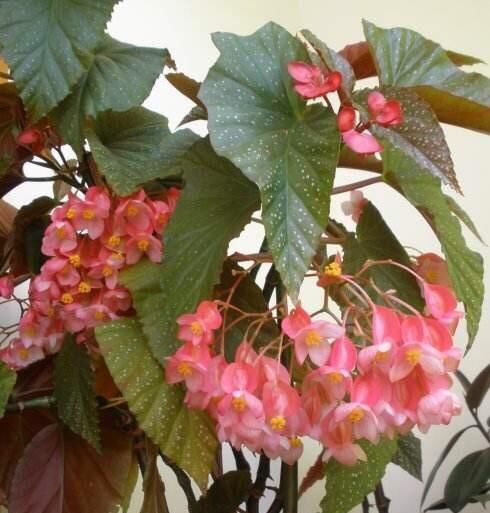  『花儿』想养花就扦插一盆这花，一节枝种一盆，花儿一开就是大半年，美！