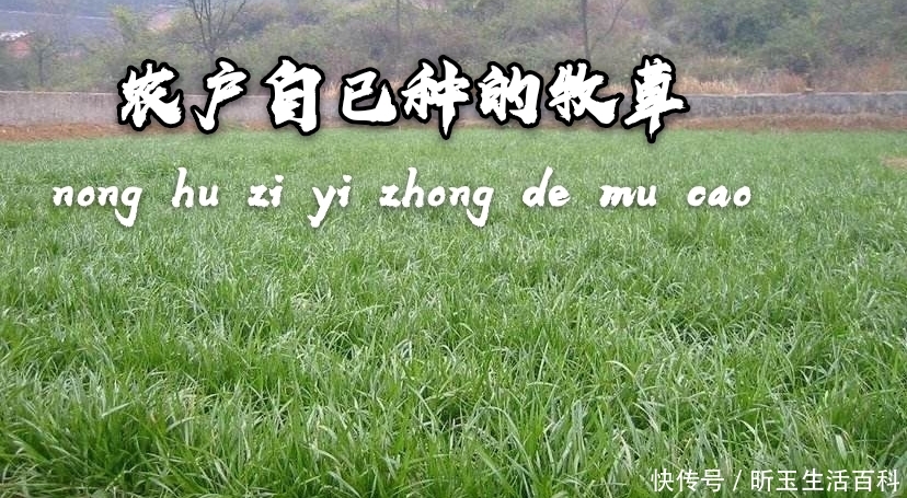  [农户]在农村零成本养牛每头牛纯利润可达上万元