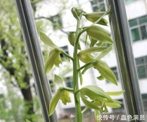 『蕙兰开花』养兰花就是养根?蕙兰的根茂盛就是不来花苞怎么回事,广州缺一门