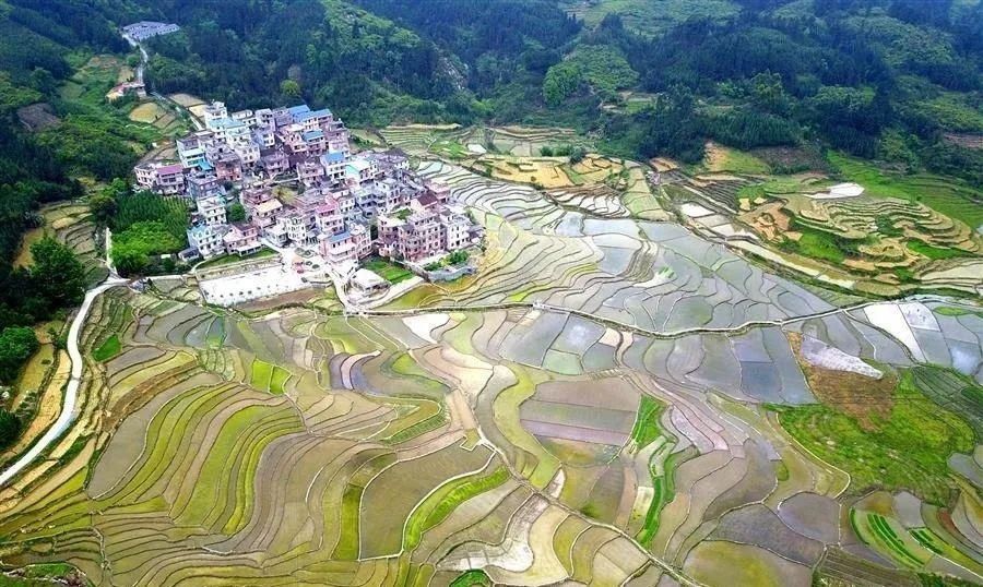  『荠菜』又是一年春食时！春天里的江南人，是如何把“鲜嫩”吃得出神入化的？