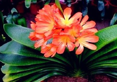  『油绿』养花浇水有讲究，老花匠用3种“套路”，叶片油绿，养1盆爆1盆！