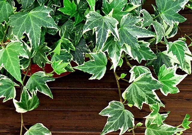  【阳光】常青藤，扦插1个枝，一年长一大片，没有阳光、浇点水也能长爆盆