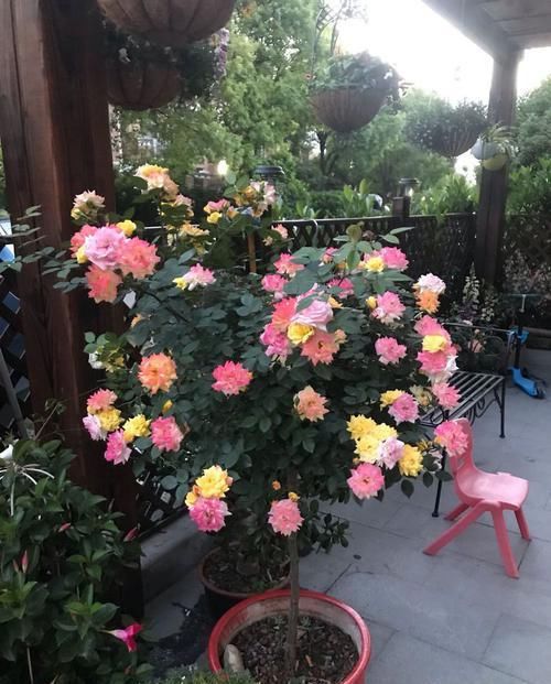  『喜欢』喜欢玫瑰，不如养“高档玫瑰”无名的裘德，似花中仙子，纯洁娇俏