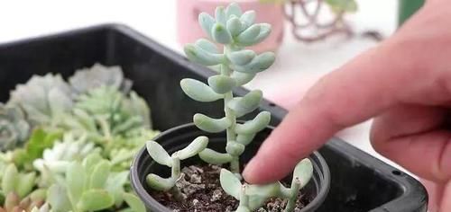  #割断#多肉出这四种“症状”，接着就是割断，半个月就生根