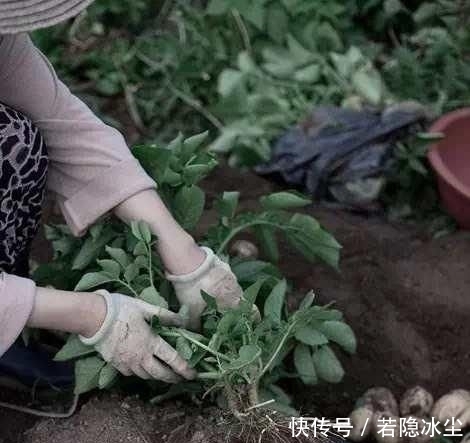  『治愈』辞职回乡下种菜的韩国“李子柒”不出镜，却治愈200万人