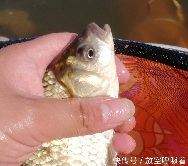  好时光■九月桂花香，钓鱼好时光，给大家分享一款好用的自制窝料！