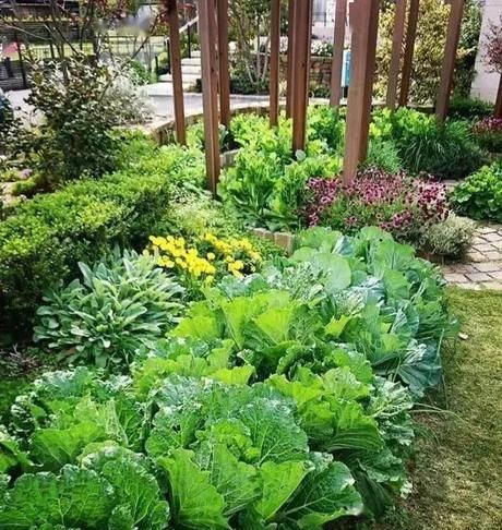  「花园」花园就是菜园，这才是种花的最高境界！