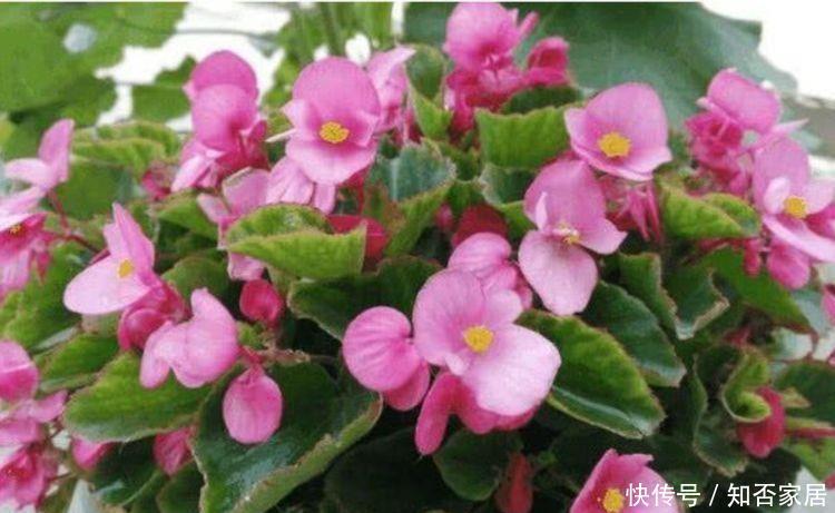  『长达』几种花最受宠，好养又漂亮，开成花球爆满盆，花期长达300天！