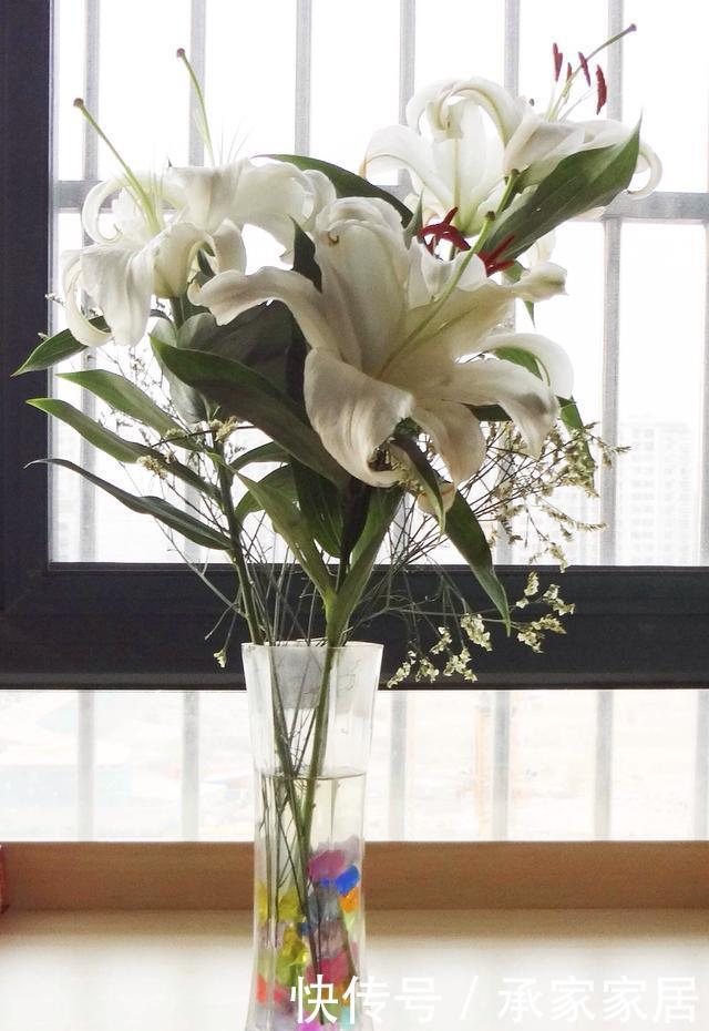  『鳞茎』“百合”谢花后，想分化植株？做好这几点，来年花期又能多几盆